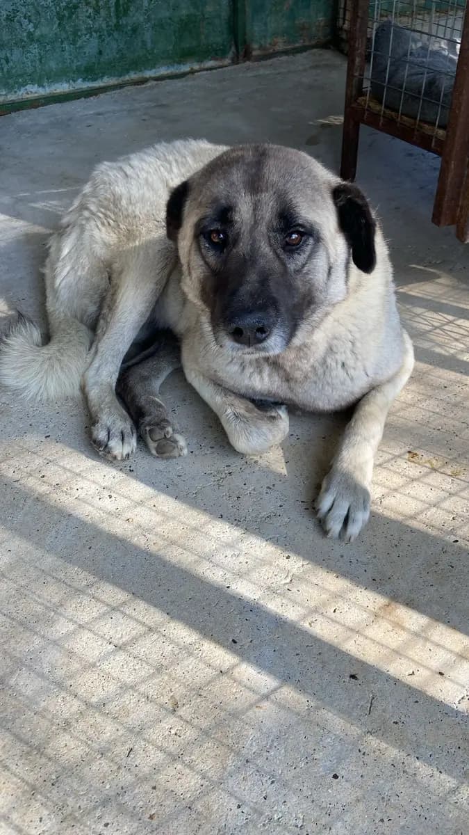 Fethiye Melez Köpek Melez Köpek, Muğla