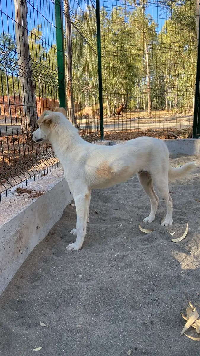 Fethiye Melez Köpek Melez Köpek, Muğla