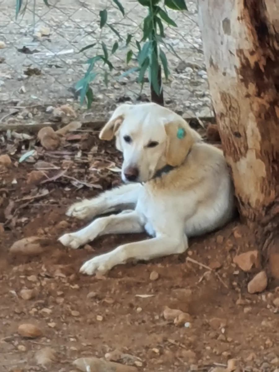 Fethiye Melez Köpek Melez Köpek, Muğla