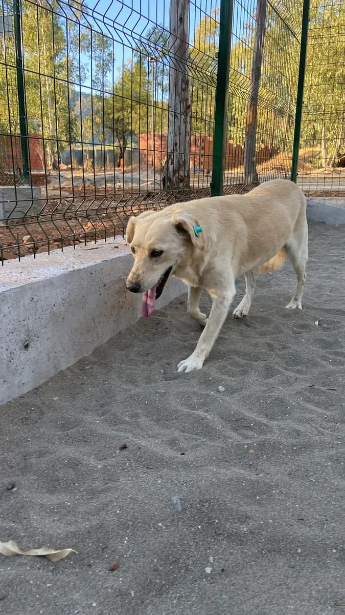 Fethiye Melez Köpek Melez Köpek, Muğla