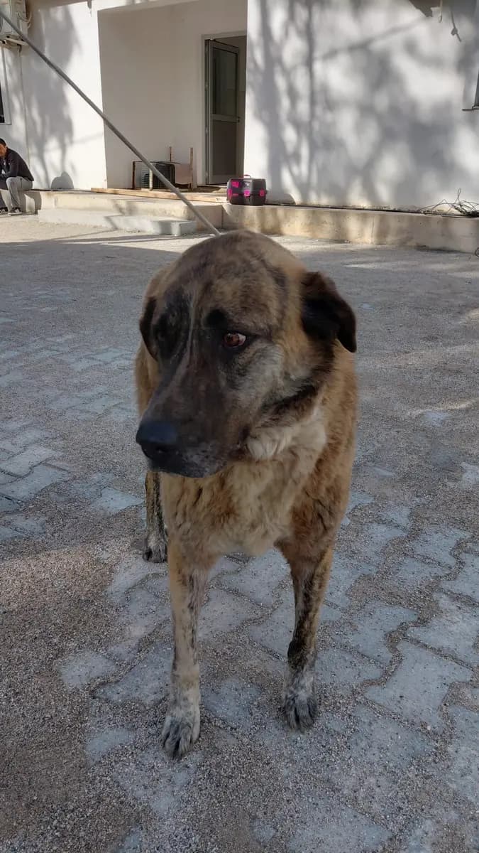 Fethiye Melez Köpek Melez Köpek, Muğla