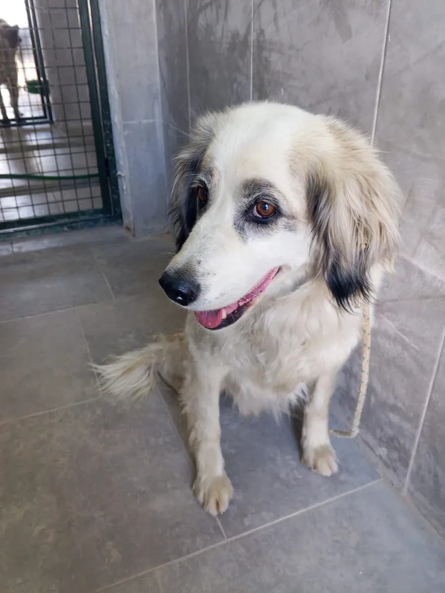 Fethiye Melez Köpek Melez Köpek, Muğla
