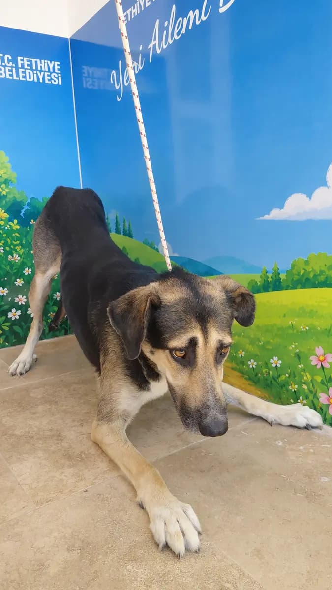 Fethiye Melez Köpek Melez Köpek, Muğla