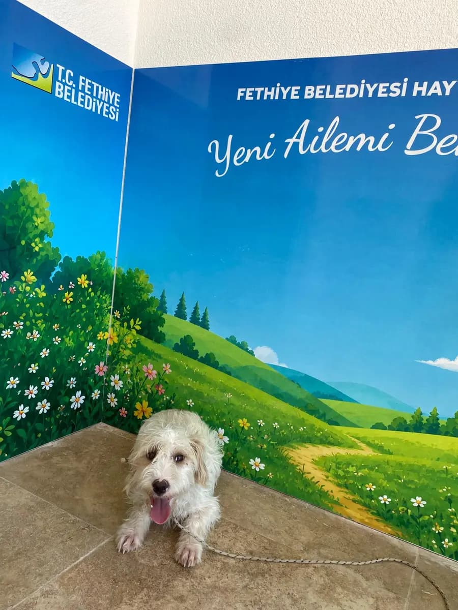 Fethiye Melez Köpek Melez Köpek, Muğla