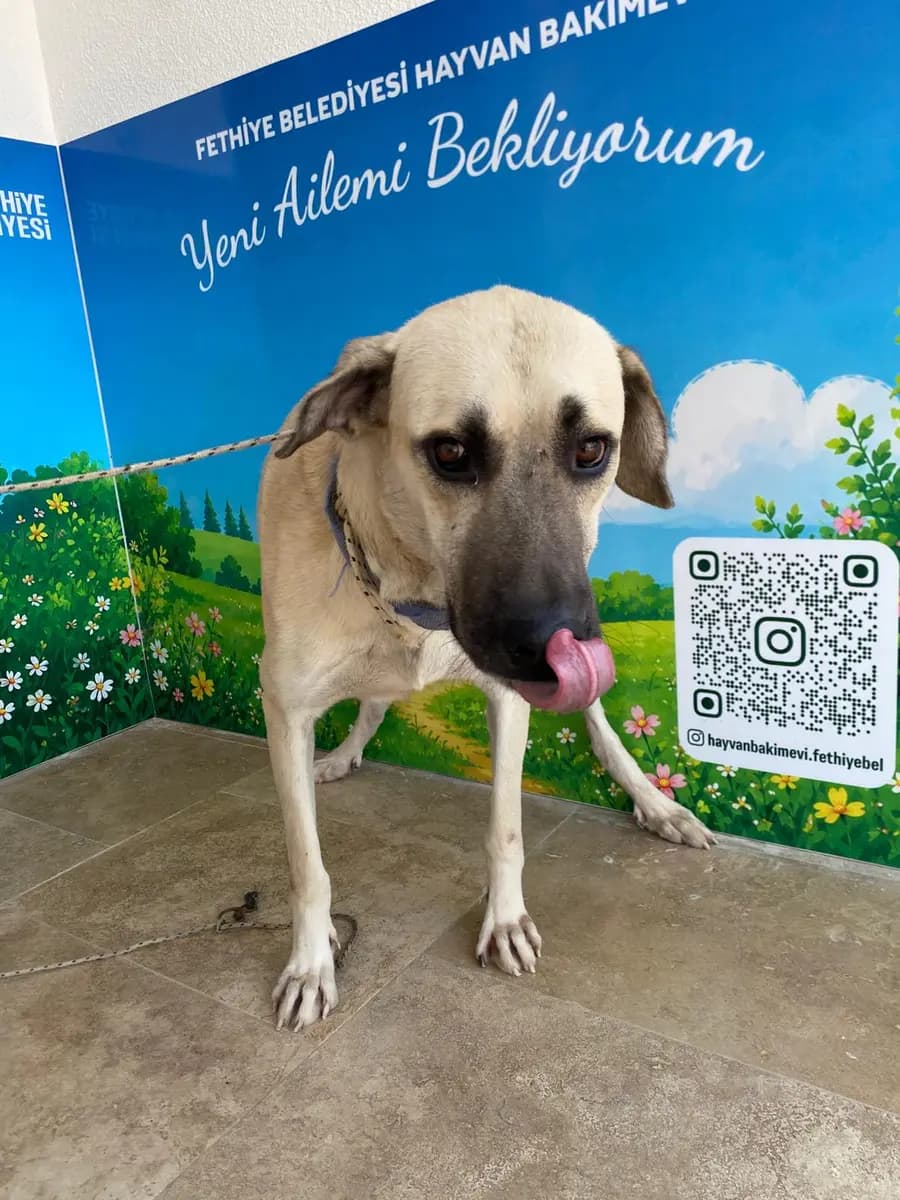 Fethiye Melez Köpek Melez Köpek, Muğla