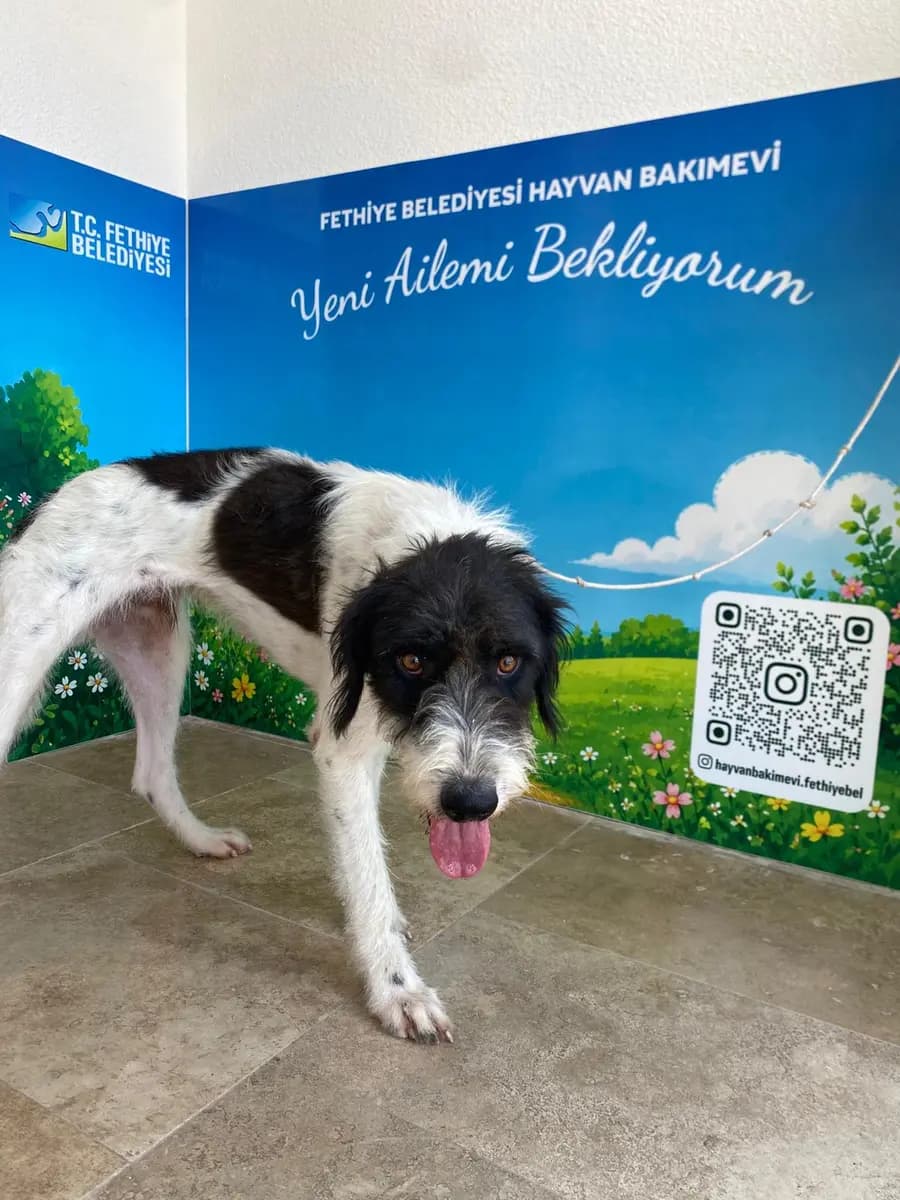 Fethiye Melez Köpek Melez Köpek, Muğla