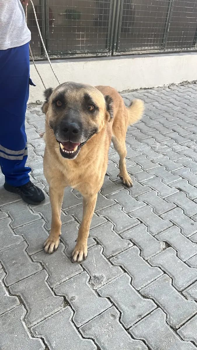 Fethiye Melez Köpek Melez Köpek, Muğla
