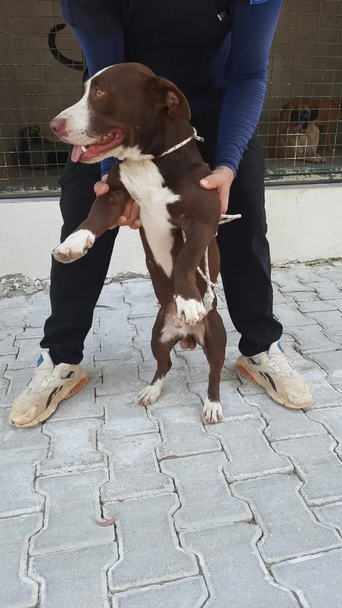 Fethiye Melez Köpek Melez Köpek, Muğla