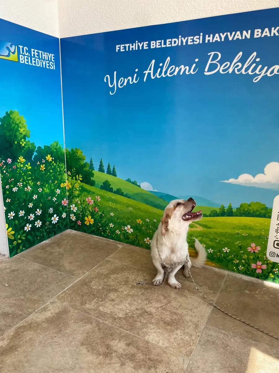 Fethiye Melez Köpek Melez Köpek, Muğla