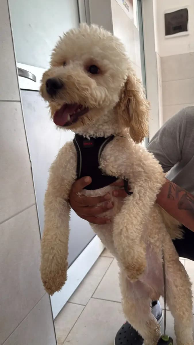 Fethiye Melez Köpek Melez Köpek, Muğla