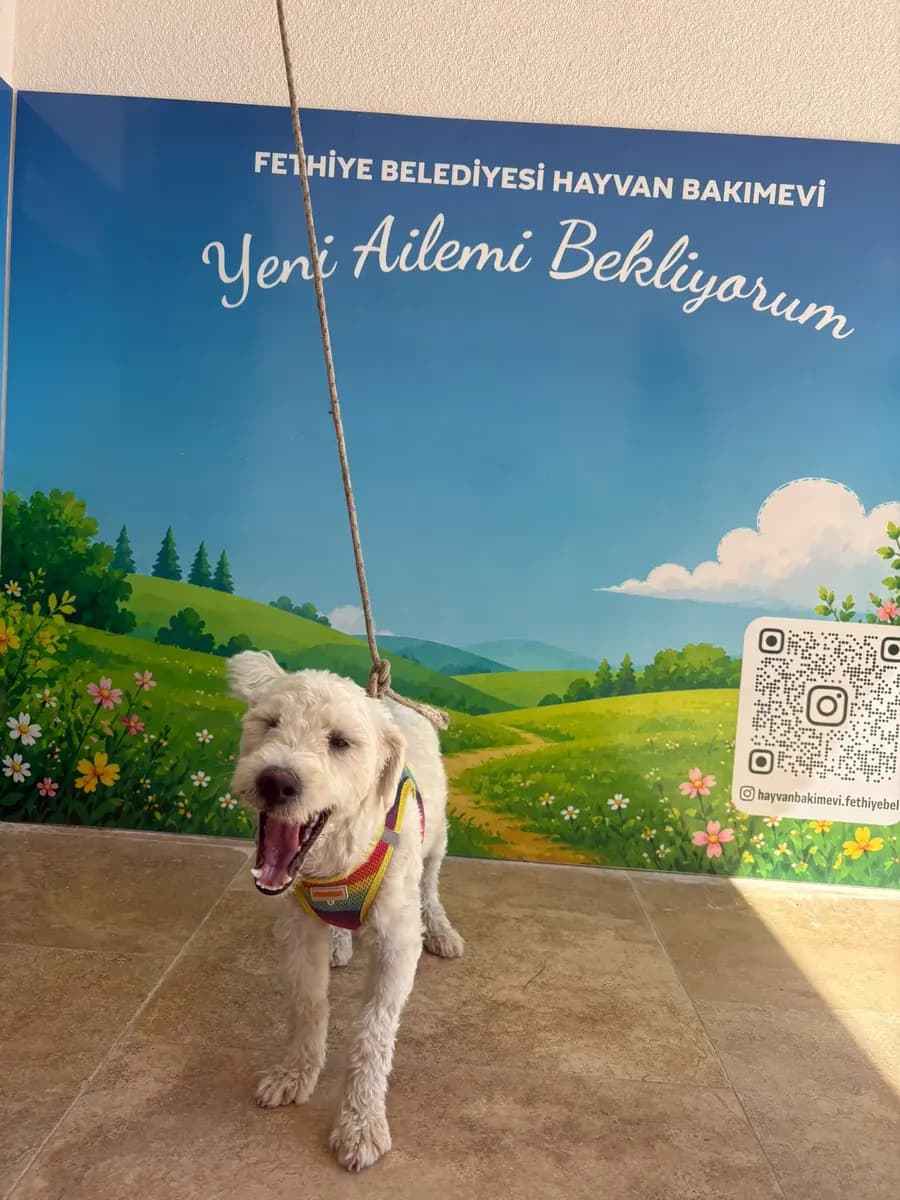 Fethiye Melez Köpek Melez Köpek, Muğla