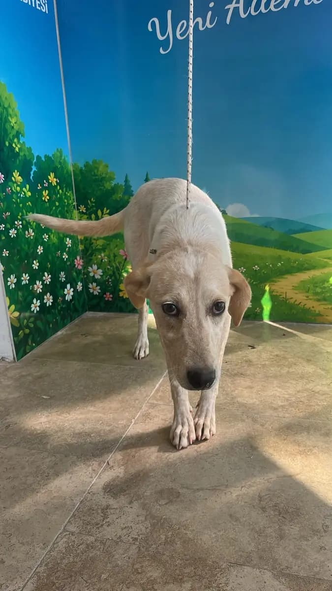 Fethiye Melez Köpek Melez Köpek, Muğla