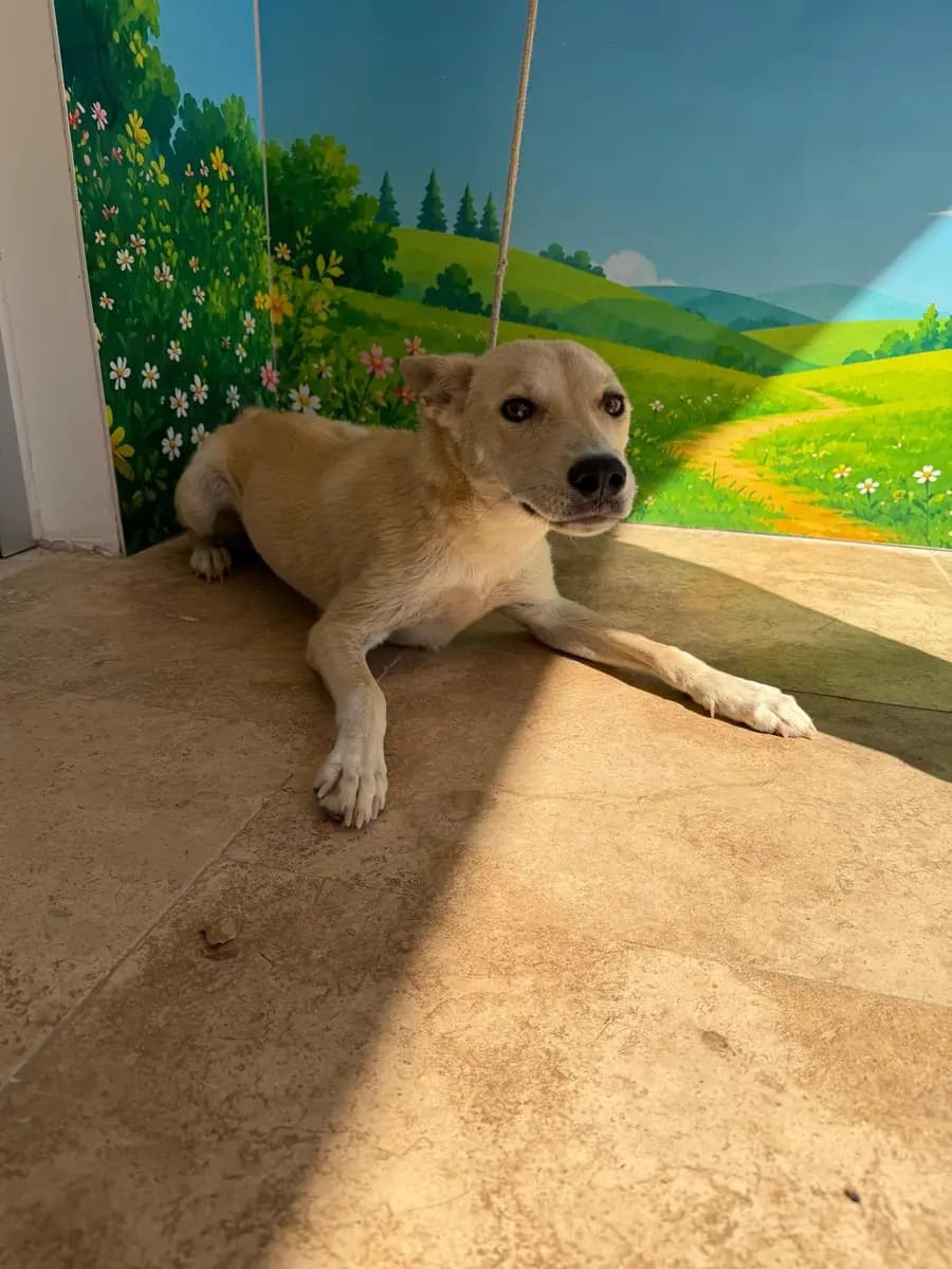 Fethiye Melez Köpek Melez Köpek, Muğla