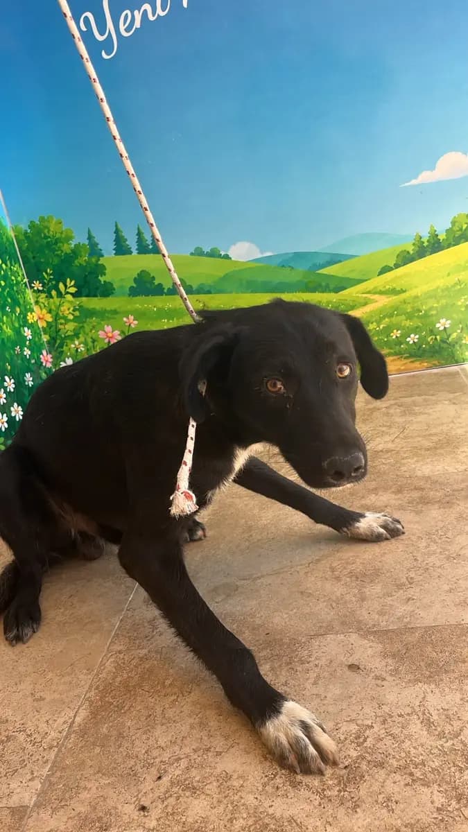 Fethiye Melez Köpek Melez Köpek, Muğla