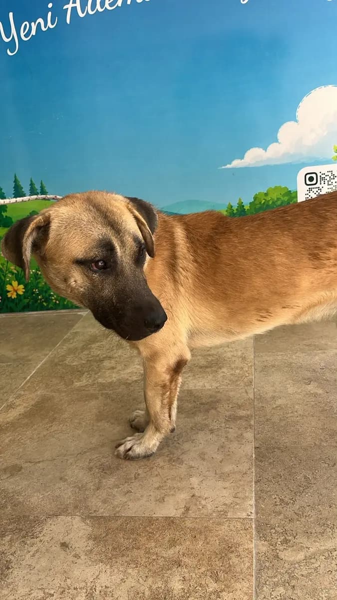 Fethiye Melez Köpek Melez Köpek, Muğla