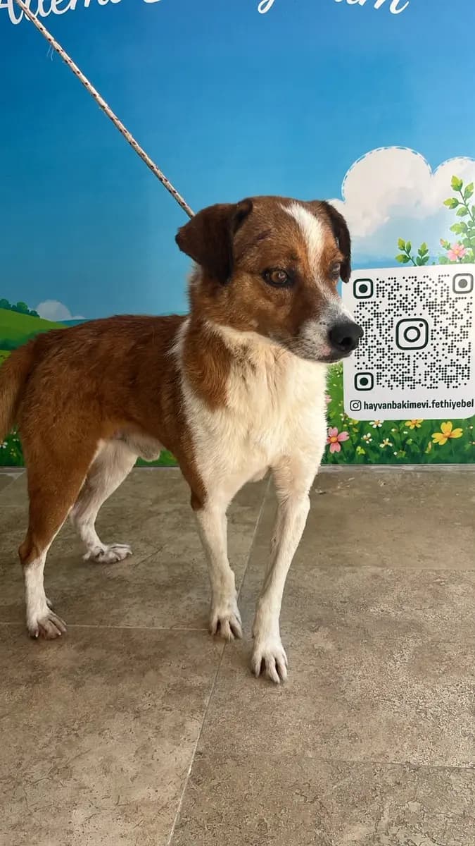 Fethiye Melez Köpek Melez Köpek, Muğla