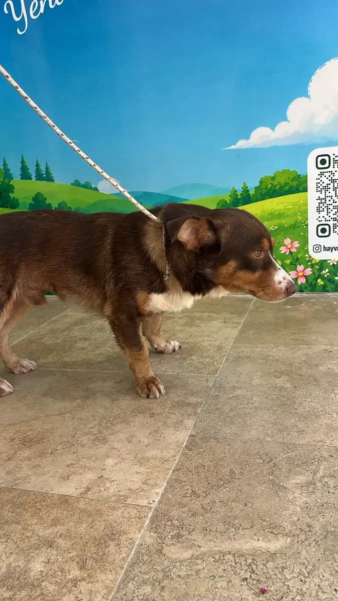 Fethiye Melez Köpek Melez Köpek, Muğla