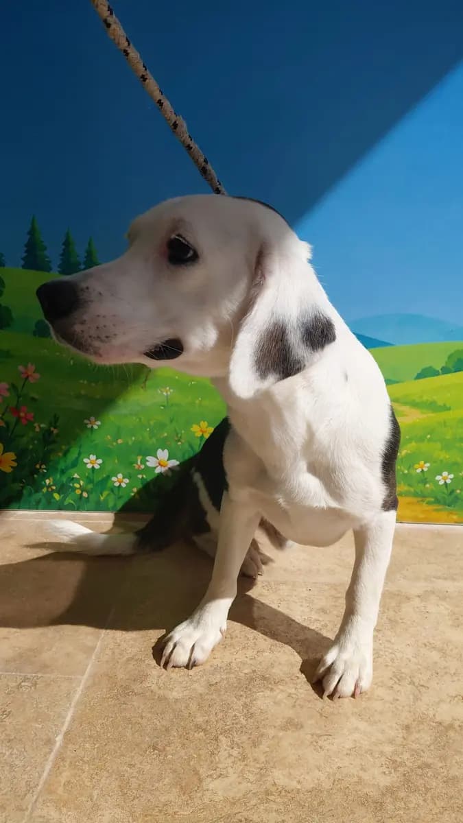 Fethiye Melez Köpek Melez Köpek, Muğla