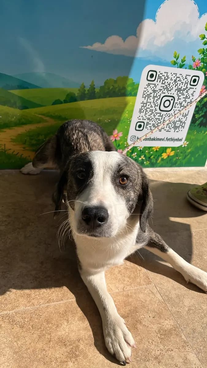 Fethiye Melez Köpek Melez Köpek, Muğla
