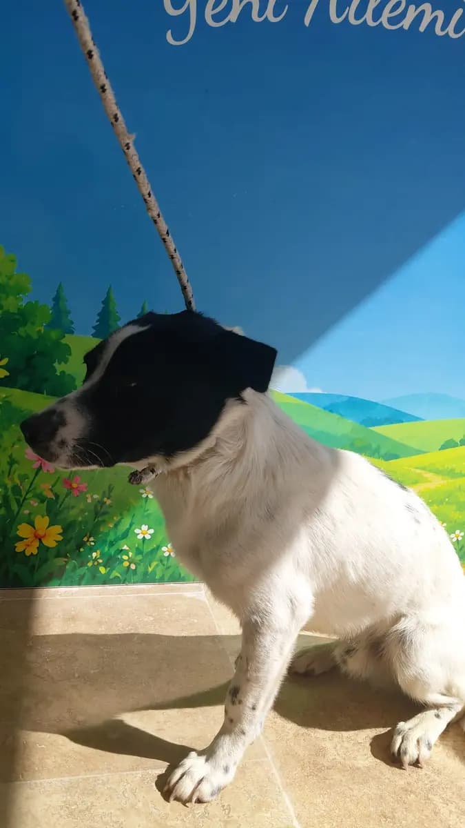 Fethiye Melez Köpek Melez Köpek, Muğla