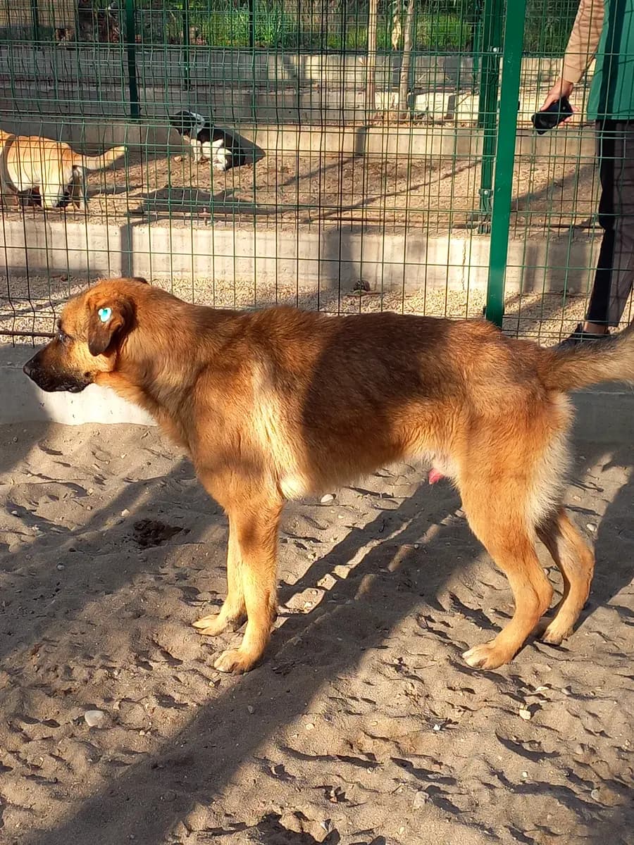 Fethiye Melez Köpek Melez Köpek, Muğla