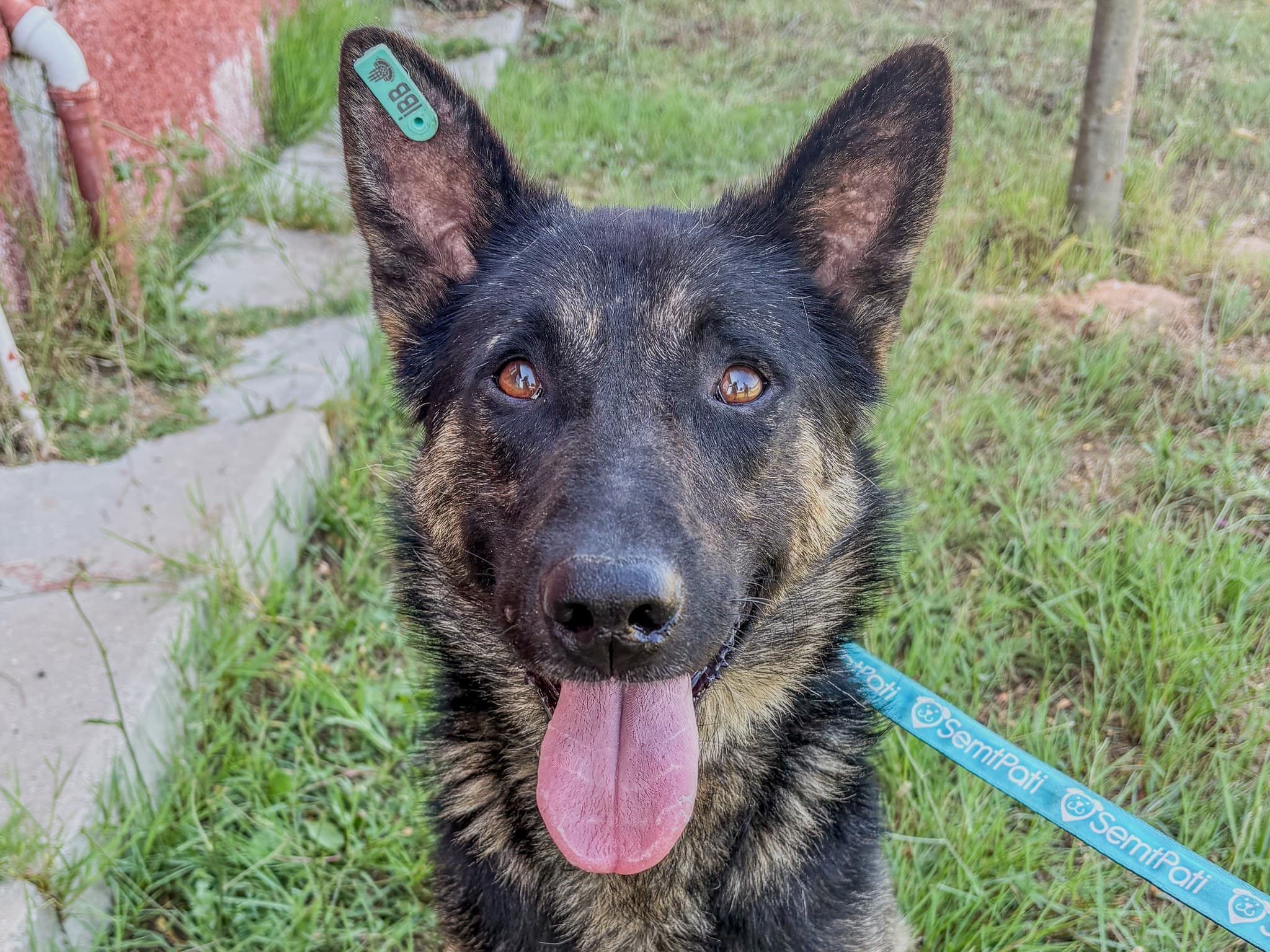 Alfred Alman Çoban Köpek fotoğrafı