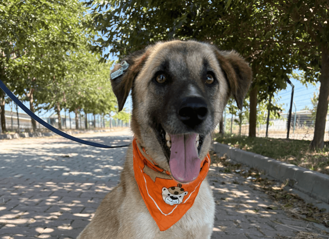 Tata Melez Köpek fotoğrafı