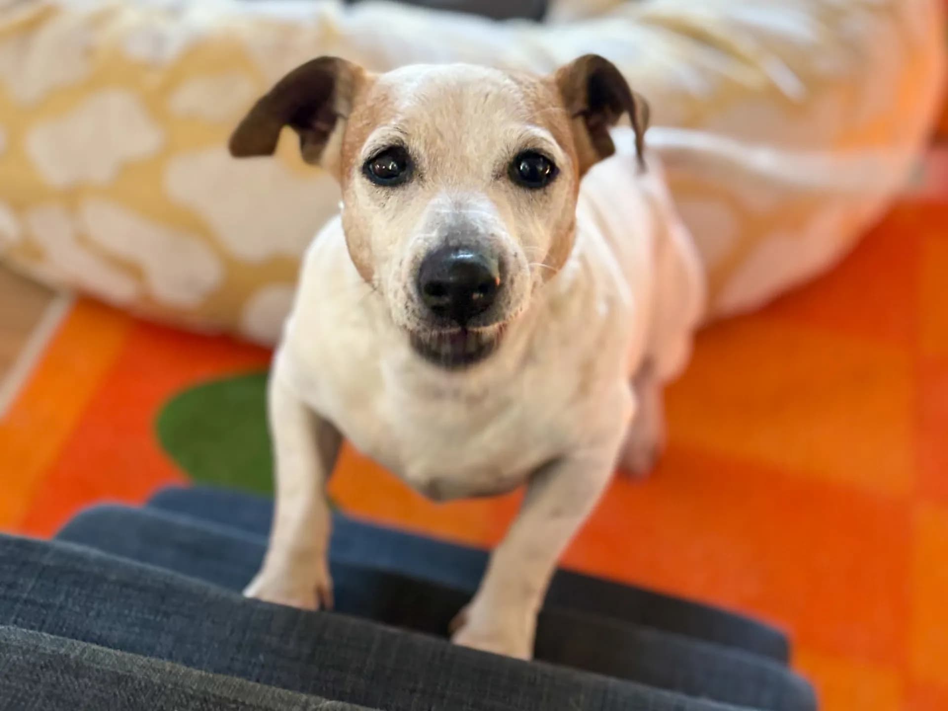 Woody Melez Köpek fotoğrafı