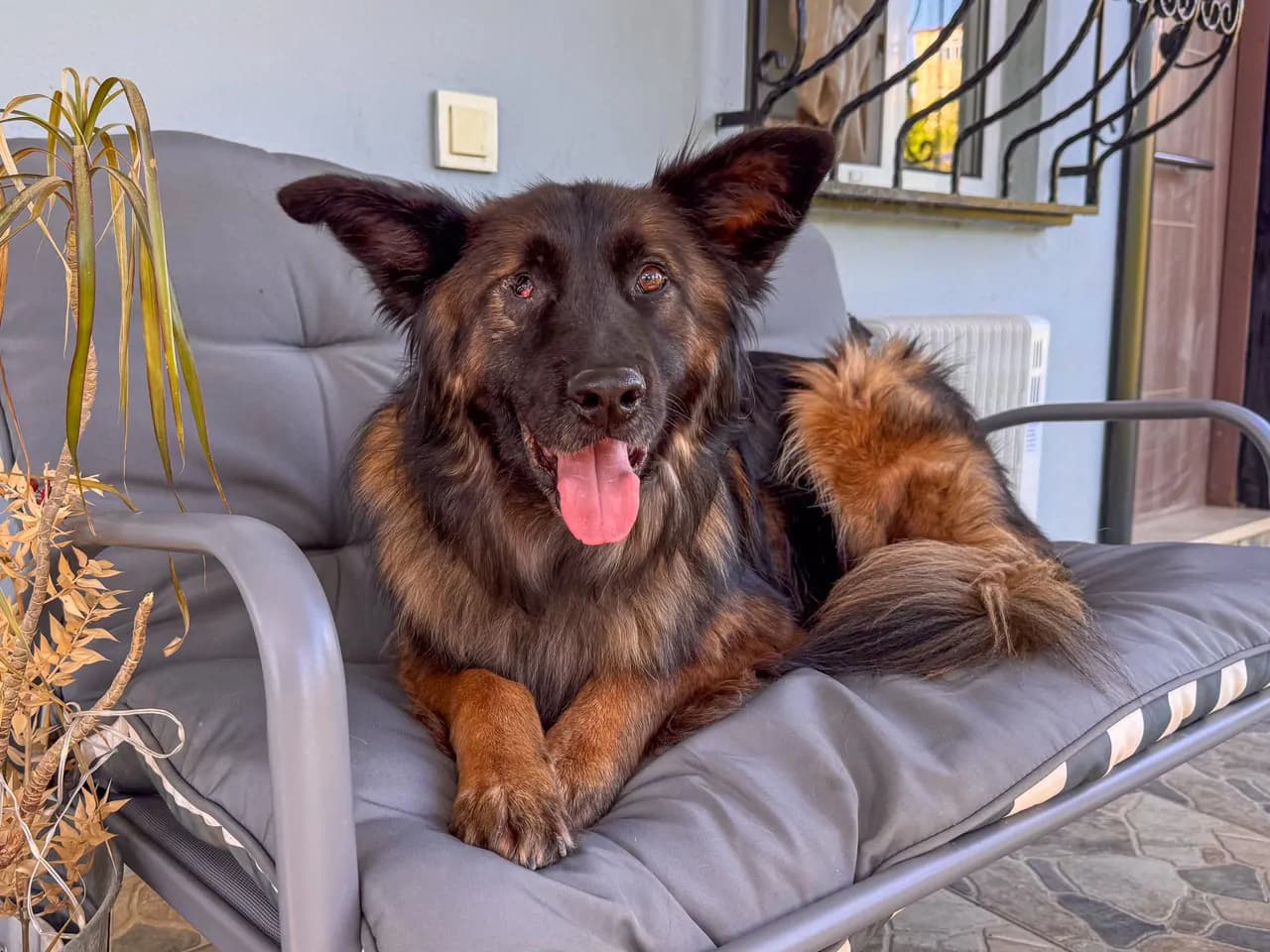 Cano Melez Köpek fotoğrafı