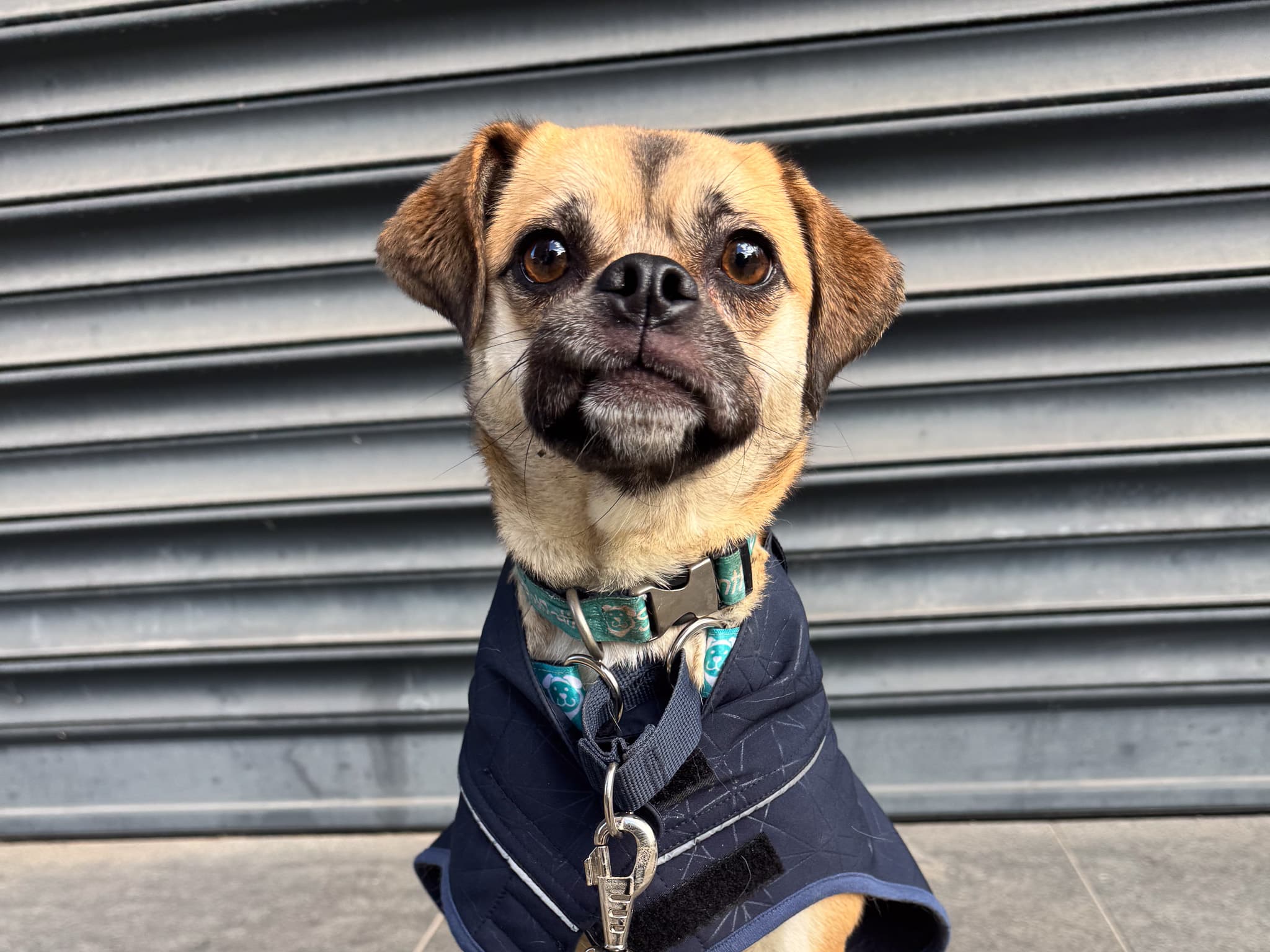 Jazz Pug Melezi Köpek fotoğrafı