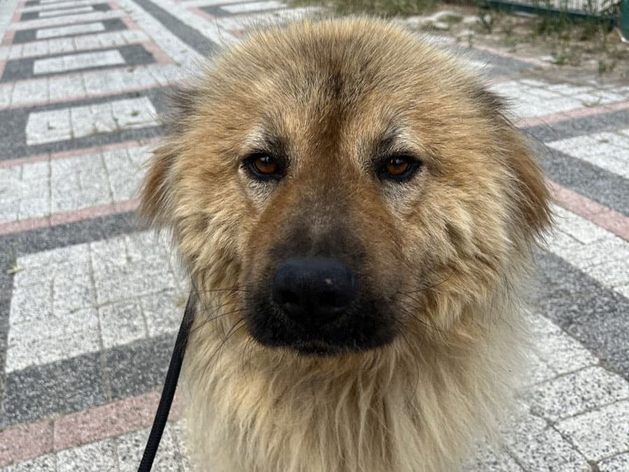 Chowy Melez Köpek fotoğrafı