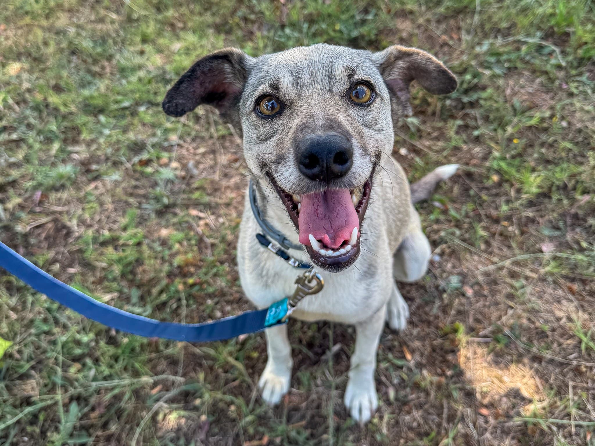 Nova Melez Köpek fotoğrafı