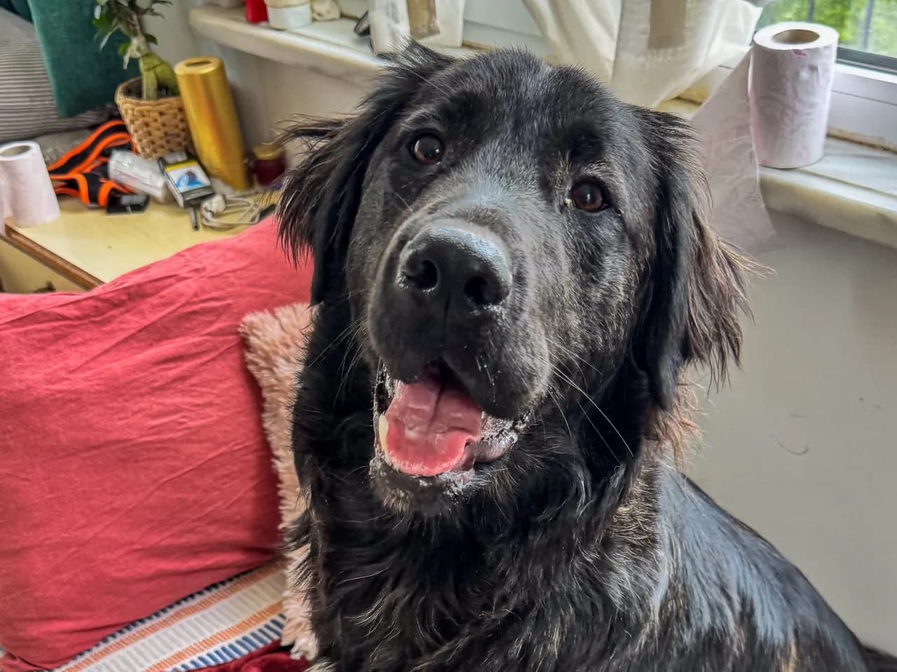 Felix Melez Köpek fotoğrafı