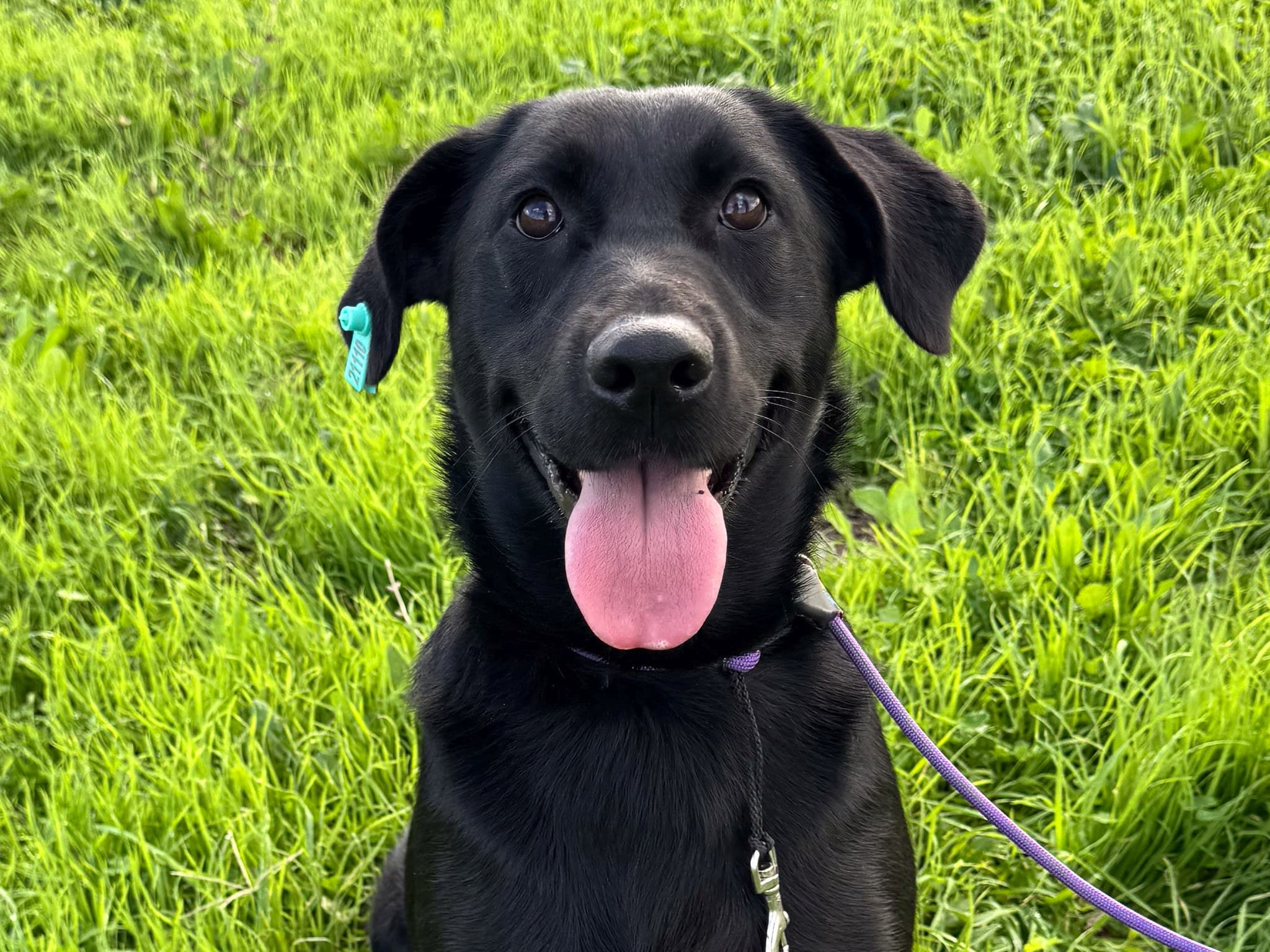 Maytap Melez Köpek fotoğrafı