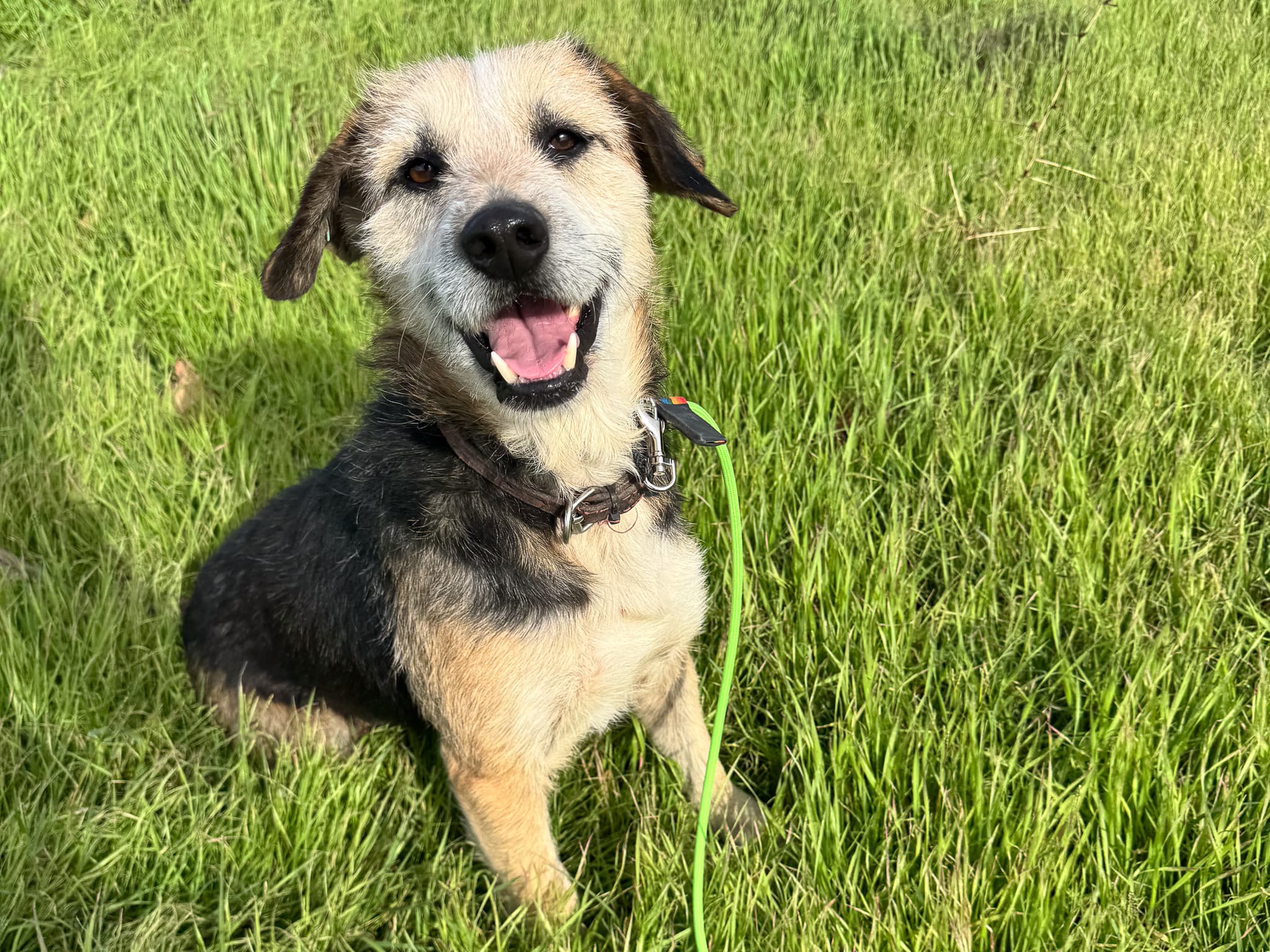 Nana Melez Köpek fotoğrafı