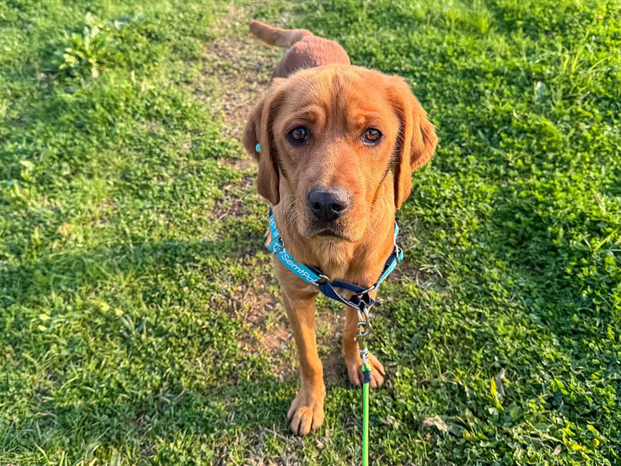 Fındık Melez Köpek fotoğrafı