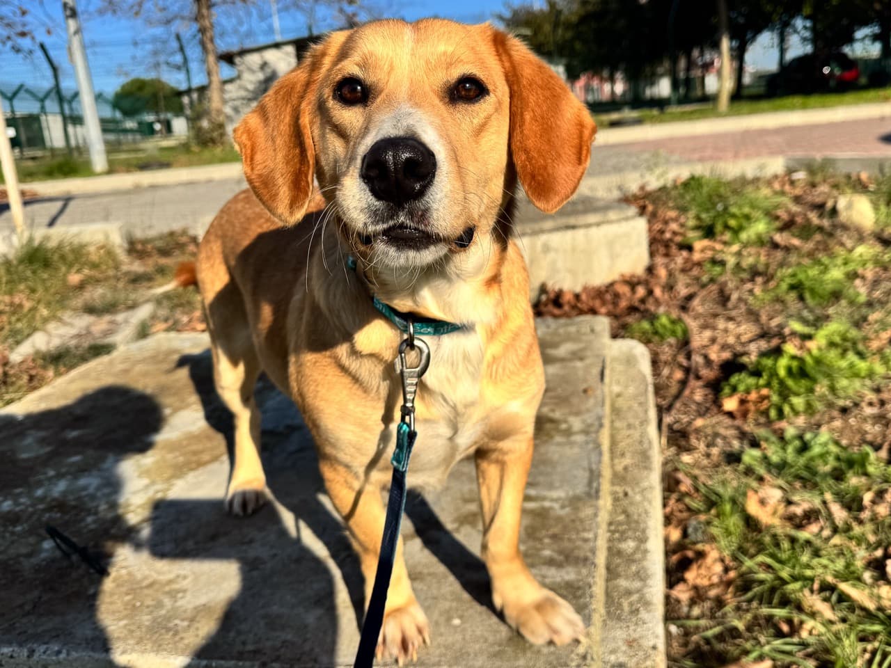 Pişi Melez Köpek fotoğrafı