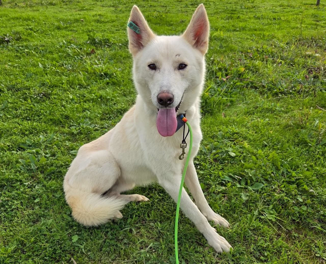 Sid Melez Köpek fotoğrafı