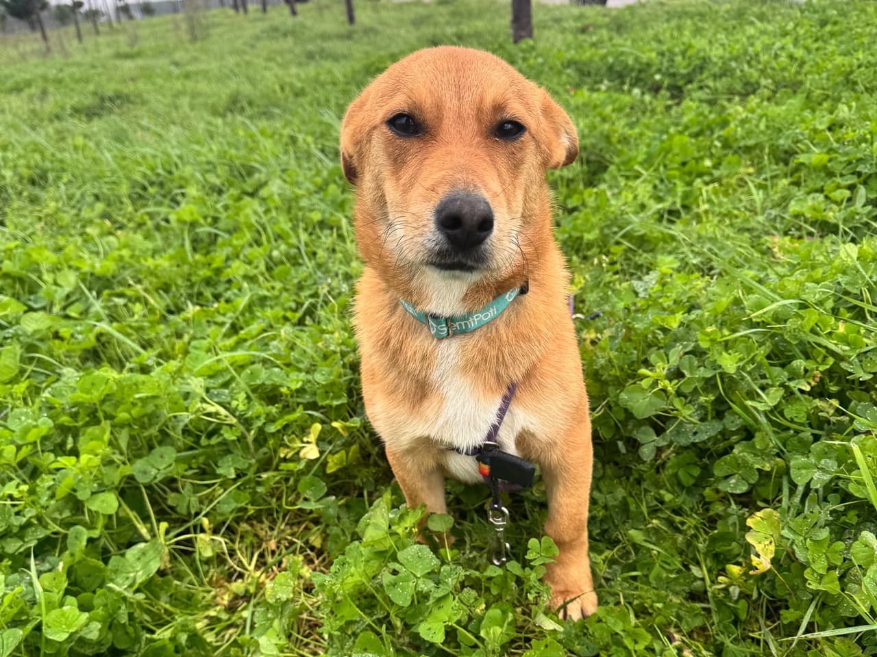 Joey Melez Köpek fotoğrafı