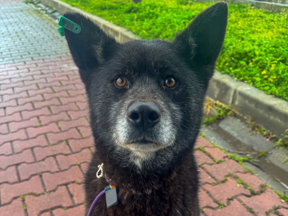 Beter Melez Köpek fotoğrafı