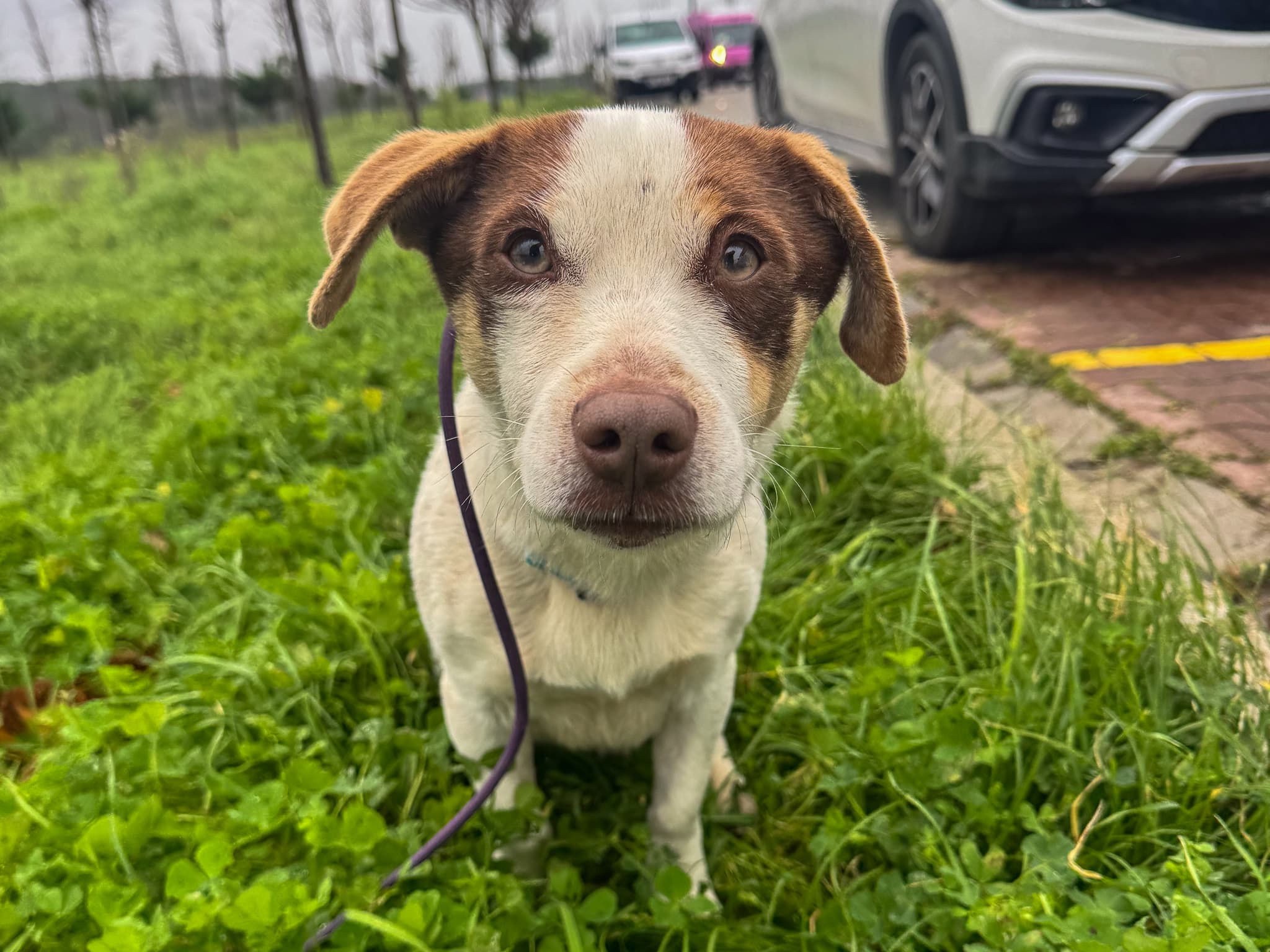 Moka Melez Köpek fotoğrafı