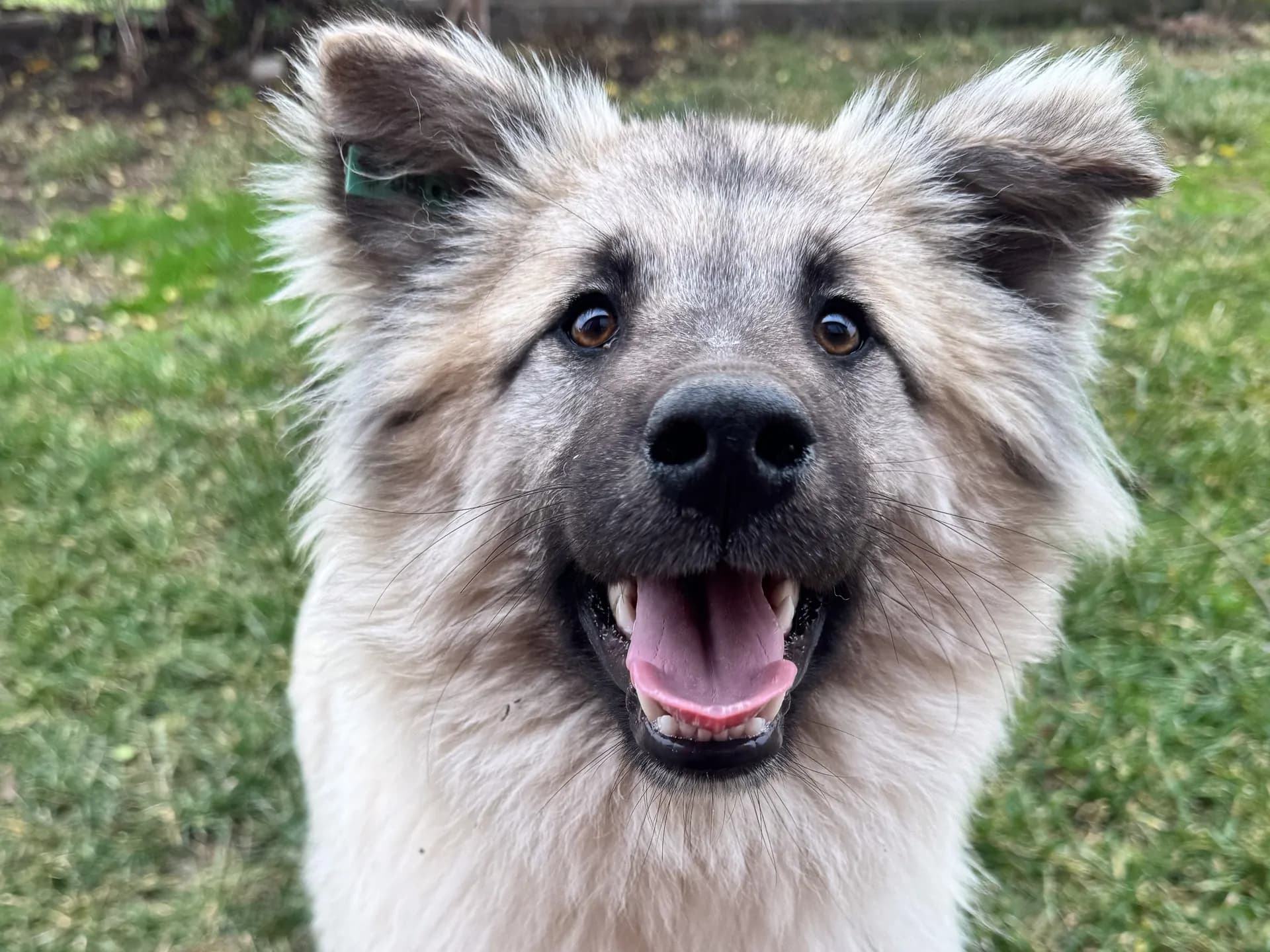 PofPof Melez Köpek fotoğrafı
