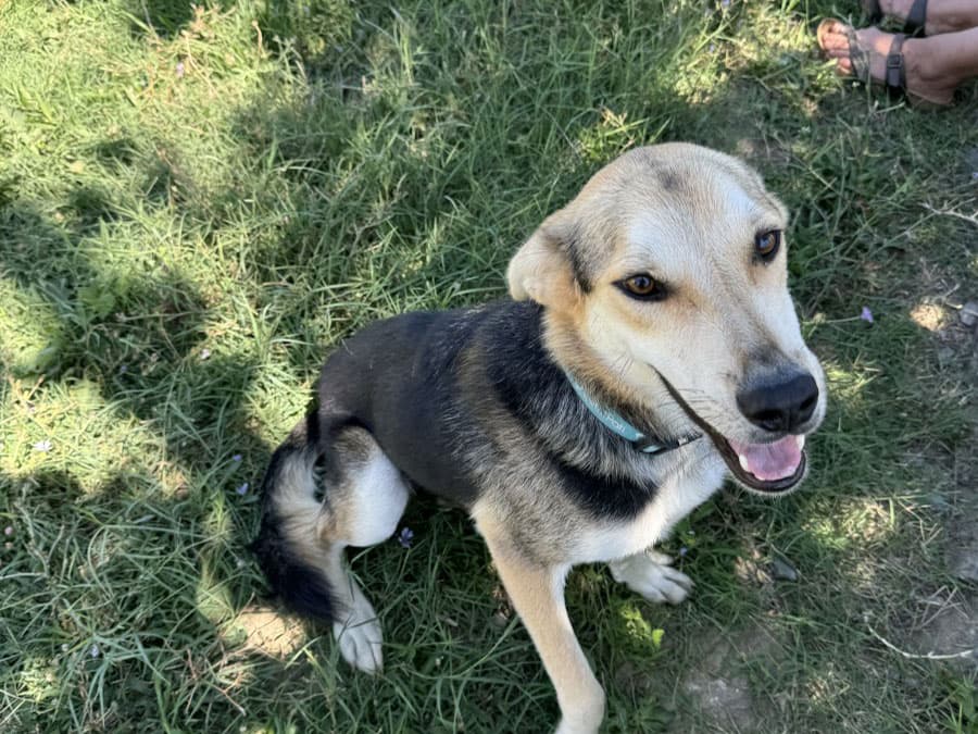Efe Melez Köpek fotoğrafı