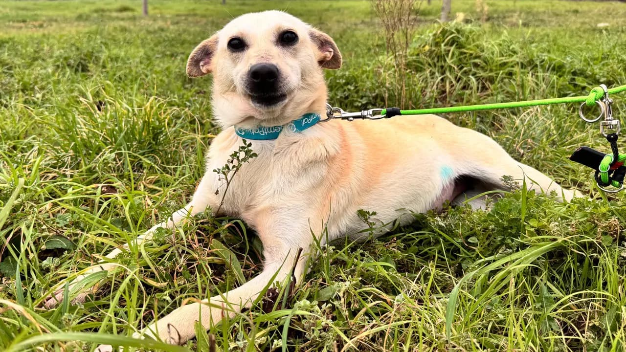 Mili Melez Köpek fotoğrafı
