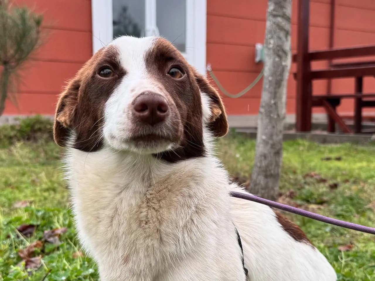 Hope Melez Köpek fotoğrafı