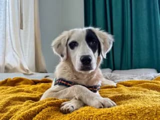 Maylo Melez Köpek fotoğrafı