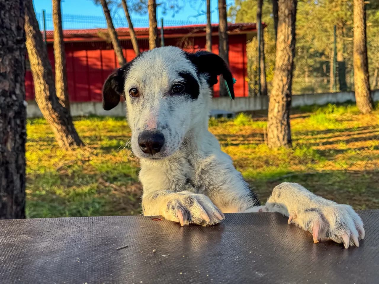 Kartal Melez Köpek fotoğrafı