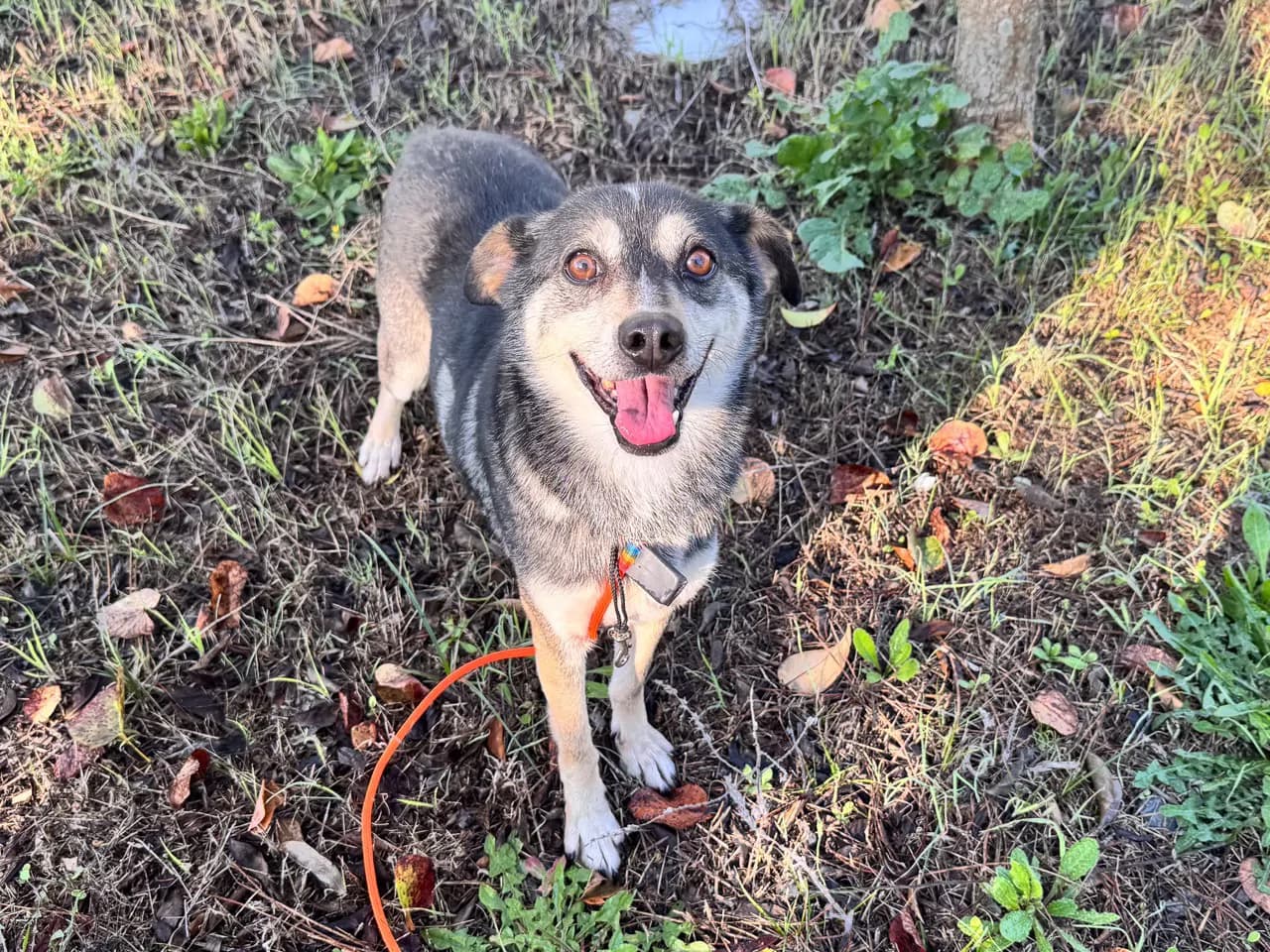 Sincap Melez Köpek fotoğrafı