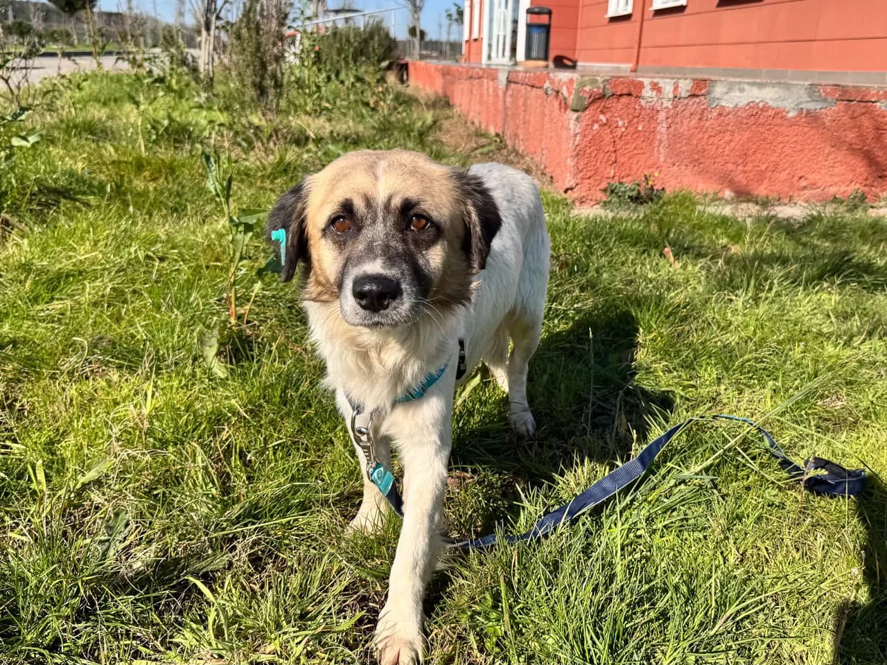Niko Melez Köpek fotoğrafı