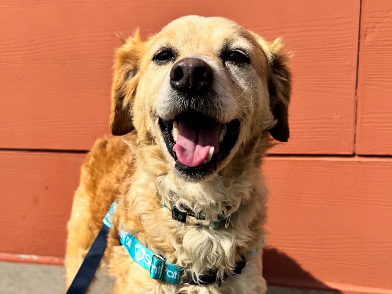 Roma Melez Köpek fotoğrafı
